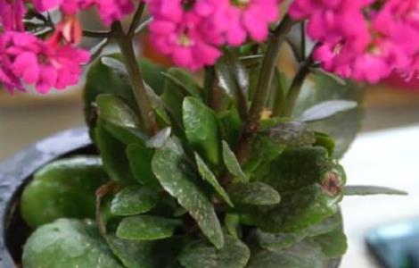 长寿花开花时间可以给花喷水吗 长寿花开花期间能喷水吗