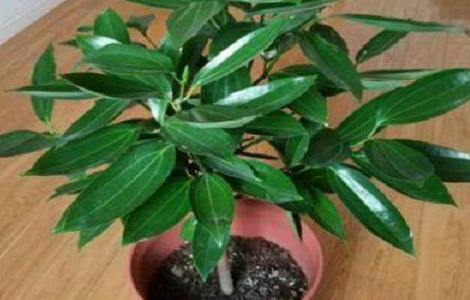 平安树掉新叶子怎么办(平安树干枯掉叶子怎么办)