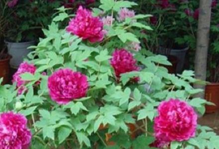 怎样防止盆栽牡丹烂根和落蕾 怎样防止盆栽牡丹烂根和落蕾呢