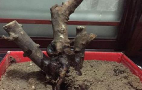 雀梅什么时候移栽 雀梅什么时候移栽比较好