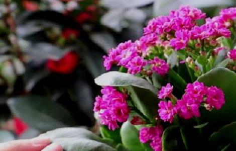 长寿花怎么养长得好 长寿花怎么养长得好快