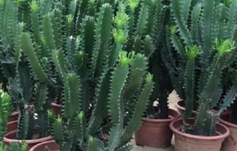 盆栽龙骨花的养殖方法（盆栽龙骨花的养殖方法图解）