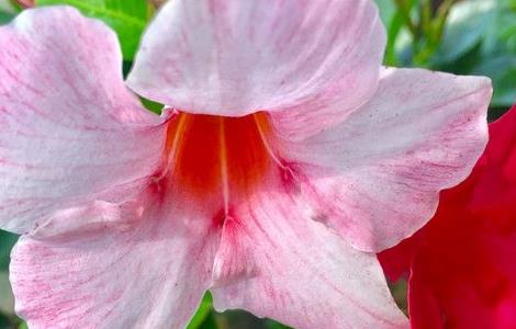 飘香藤开花后如何修剪（飘香藤开完花怎么修剪）