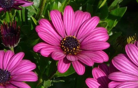 非洲雏菊的养殖方法（非洲雏菊的养殖方法和注意事项）