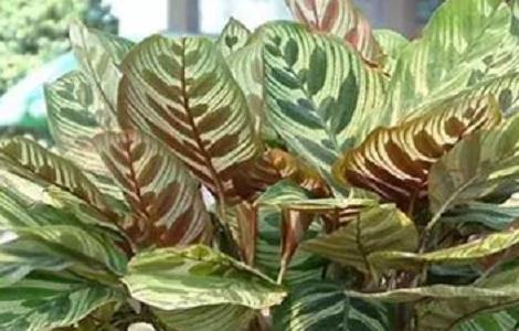 孔雀竹芋叶子发黄怎么办 孔雀竹芋叶子发黄怎么处理