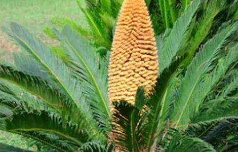 铁树养在家里好不好，忌在阳台养殖 铁树养在家里好不好,忌在阳台养殖吗