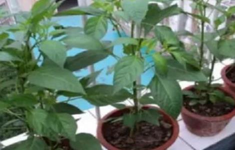 盆栽辣椒施肥方法 盆栽辣椒施肥方法图画