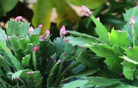 蟹爪兰消苞是什么原因 蟹爪兰花苞枯萎是什么原因