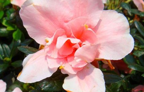 杜鹃花叶子发黄是怎么回事 杜鹃花叶子发黄是怎么回事儿