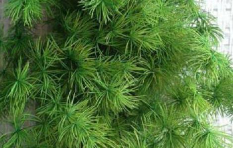 蓬莱松的盆景制作及养护（蓬莱松盆栽图片）