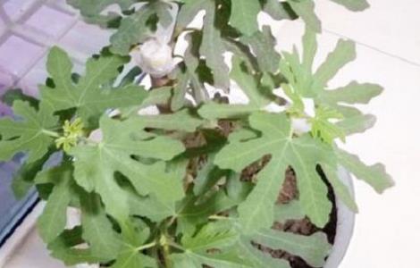 盆栽无花果春天怎么管理 盆栽无花果春天怎样浇水