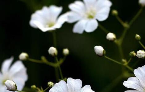 满天星的种植方法和技术 满天星种植方法全过程