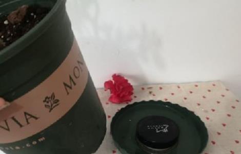 新买的杜鹃花怎么缓苗 新买的杜鹃花怎么缓苗了