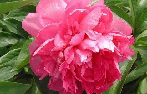 芍药一年开几次花（芍药花一年四季都开花吗）