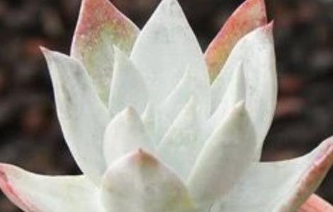 雪山多肉怎么辨别(雪山多肉怎么辨别品种)