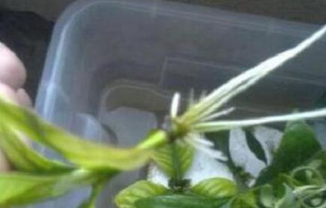 栀子花怎么繁殖,栀子花五大繁殖方法