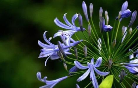 百子莲的种植方法 百子莲的种植方法和技术