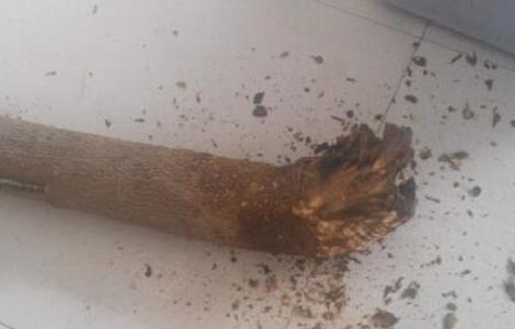 幸福树烂根怎么办，幸福树烂根的救治方法