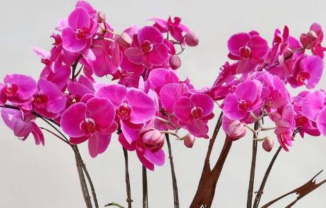 蝴蝶兰在室内养有毒吗（蝴蝶兰花有毒吗能在室内养吗）