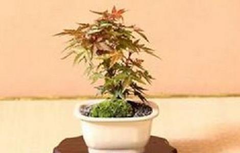 黄栌盆景制作要点 黄栌盆景制作要点