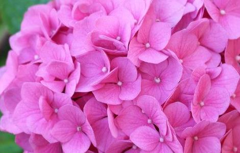 绣球鲜花能养几天 绣球鲜花能养几天就不开花