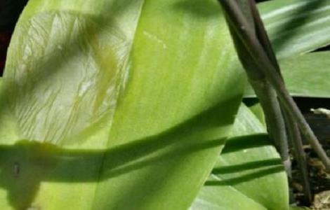 蝴蝶兰叶子腐烂了怎么办 蝴蝶兰花叶子烂了怎么办