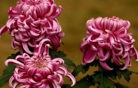 菊花的病虫防治方法(菊花的常见病虫害)