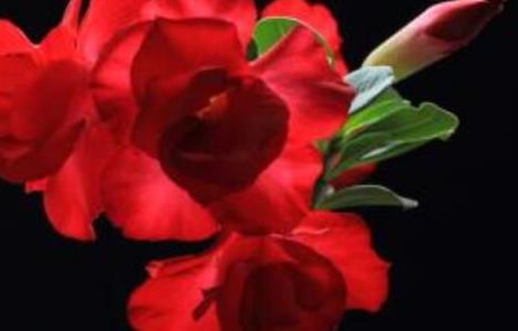 沙漠玫瑰叶子发黄是怎么回事 沙漠玫瑰黄叶子掉叶子啥原因