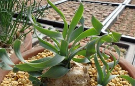 宽叶弹簧草怎么养 宽叶弹簧草的养殖方法