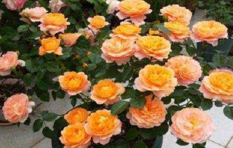 光杆月季发芽后怎么养（光杆月季发芽后怎么养护）