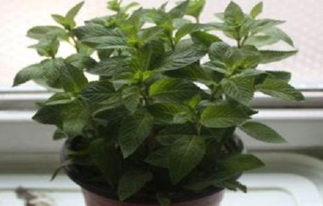 薄荷需要施肥吗 薄荷需要施肥吗怎么施