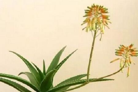 芦荟盆景制作技术 芦荟盆景制作技术视频教程