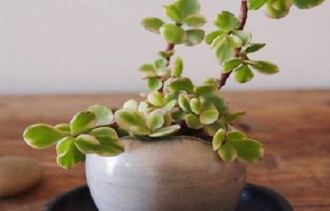 雅乐之舞什么叫出锦（雅乐之舞出锦是什么意思）