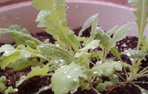 重瓣虞美人的种植条件 虞美人花的种植