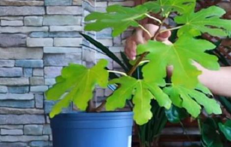 无花果秋天怎么养护 无花果秋天怎么养护和管理