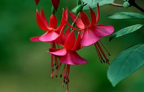 倒挂金钟的常见病虫害及其防治（倒挂金钟易得病害）