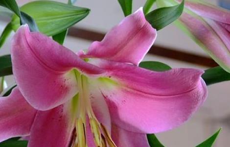 母亲节送妈妈什么花最合适(母亲节送妈妈什么花最合适女儿)