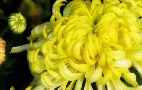 菊花叶子黄了怎么恢复 菊花叶子黄了怎么恢复正常