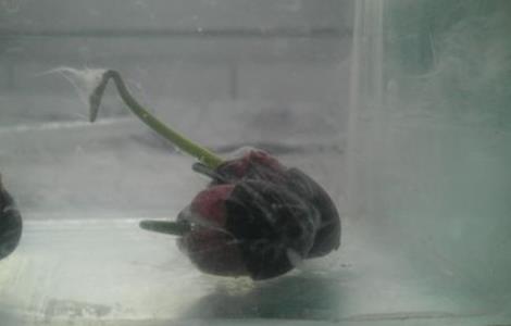 碗莲长毛是怎么办（碗莲长毛了怎么办）