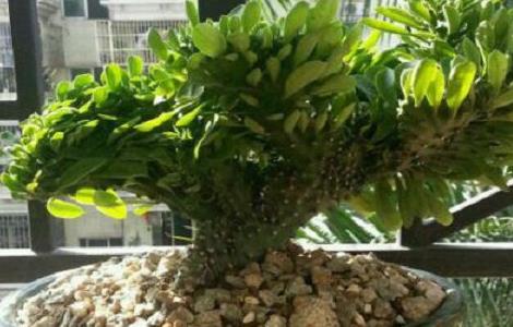 玉麒麟盆景怎么养 玉麒麟盆景怎么养殖