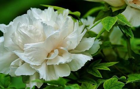 牡丹能扦插成活吗（牡丹可以扦插成活吗）