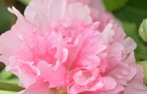 蜀葵过冬前该怎么处理(蜀葵过冬前该怎么处理呢)