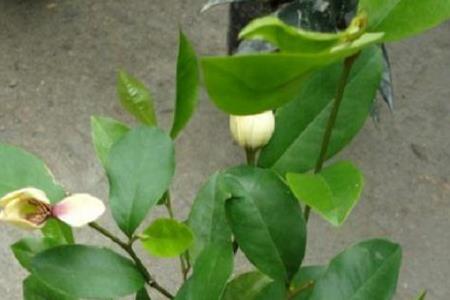 含笑花盆栽施肥方法(含笑花怎么施肥才能效果最好)