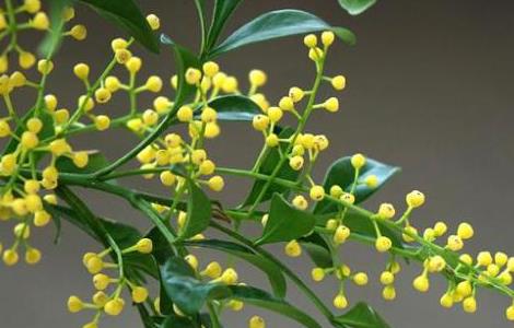 米兰花怎么养殖(米兰花怎么养殖方法)