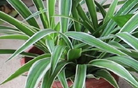 吊兰小苗怎样养护（吊兰小苗怎样养护视频）