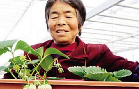 草莓盆景制作方法 草莓盆景图片