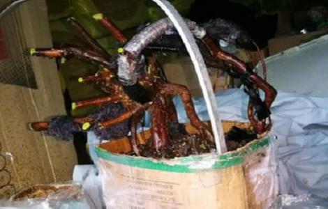 雀梅盆景在冬天怎么套袋 雀梅盆景在冬天怎么套袋子