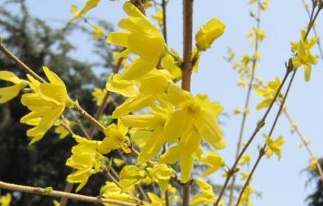 迎春花的冬季养护方法 迎春花的养护要点