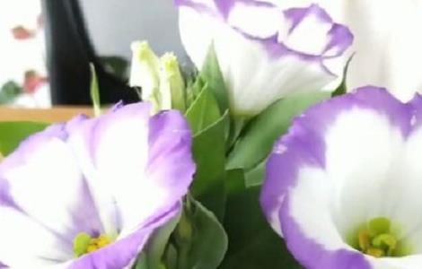 洋桔梗盆栽好养吗 洋桔梗盆栽好养吗视频