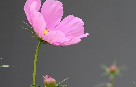 波斯菊怎么浇水 波斯菊怎么浇水不会倒